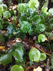 Hymenophyllum nephrophyllum