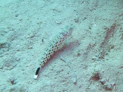 Parapercis hexophtalma