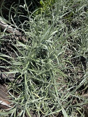 Helichrysum chrysargyrum