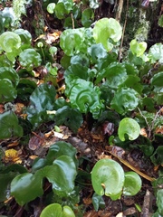 Hymenophyllum nephrophyllum