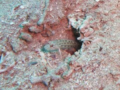 Ctenogobiops crocineus