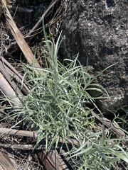 Helichrysum chrysargyrum