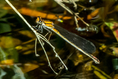 Pseudagrion furcigerum