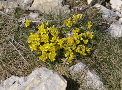 Draba aizoides