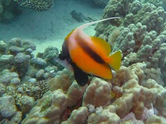 Heniochus intermedius