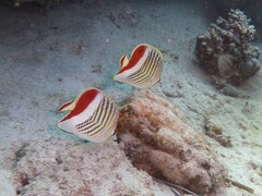 Chaetodon paucifasciatus
