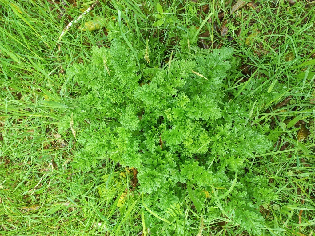 absinthe wormwood from Torea Bay, New Zealand on November 20, 2022 at ...