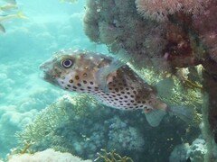 Cyclichthys spilostylus