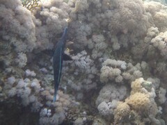 Gomphosus klunzingeri