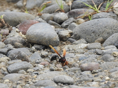 Delta pyriforme circinale