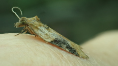 Acleris comariana