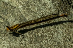 Pseudagrion furcigerum