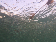 Atheriniformes