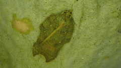 Acleris emargana