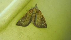 Eulithis testata