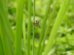 Cophinopoda