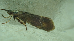 Limnephilus sparsus