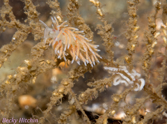 Rubramoena rubescens