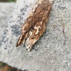 Xanthogaleruca maculicollis