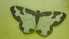Lomaspilis marginata