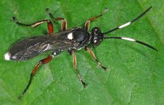 Virgichneumon