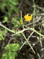 Genista fasselata