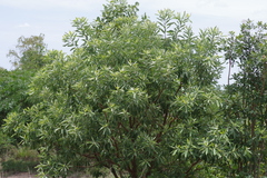 Terminalia sericea