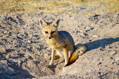 Vulpes chama