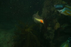 Meuschenia flavolineata