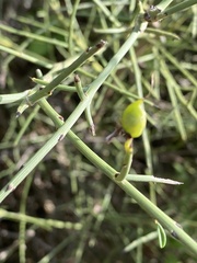 Genista fasselata