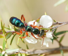 Diamma bicolor