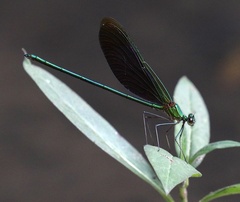 Neurobasis chinensis