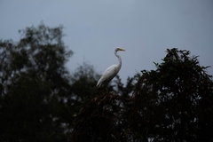 Ardea intermedia intermedia