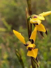 Diuris brevifolia