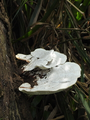 Trametes