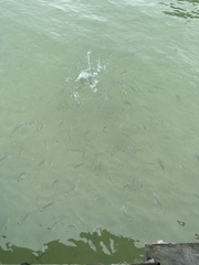 Acanthopagrus australis