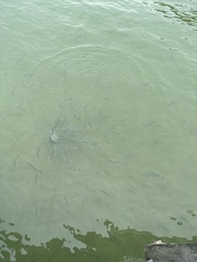 Acanthopagrus australis