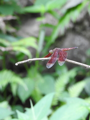 Neurothemis ramburii
