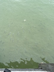 Acanthopagrus australis