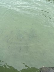 Acanthopagrus australis