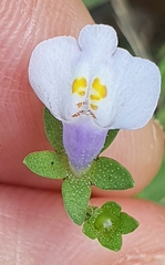 Mazus fauriei