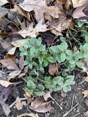 Phlox divaricata divaricata