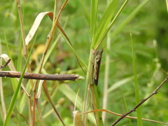 Stenocatantops cornelii