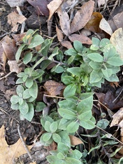 Phlox divaricata divaricata