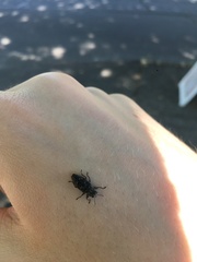 Chrysobothris femorata