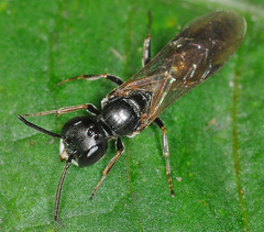 Passaloecus