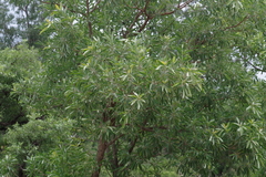 Terminalia sericea