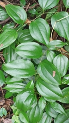 Smilax bracteata