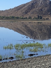 Himantopus mexicanus