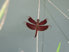 Neurothemis ramburii